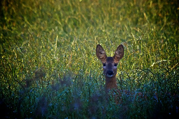 Begegnung am frühen Morgen
