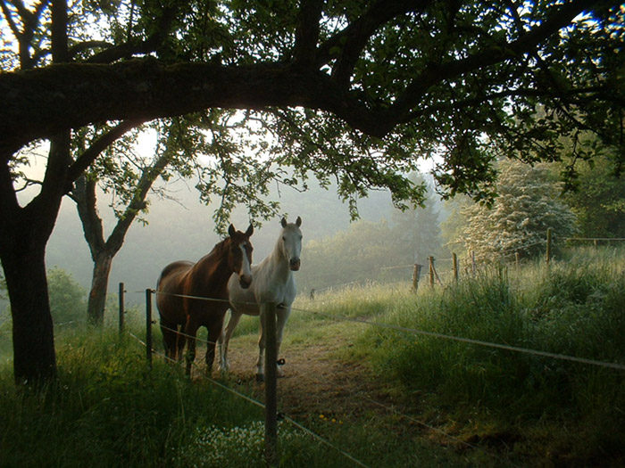 Begegnung am frühen Morgen