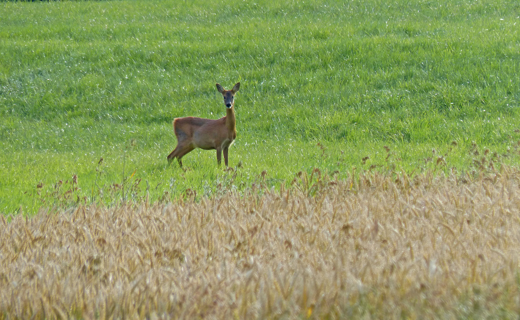 Begegnung am frühen Morgen