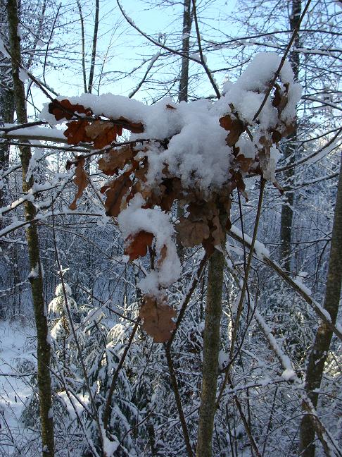 Begegnung am frühen Morgen