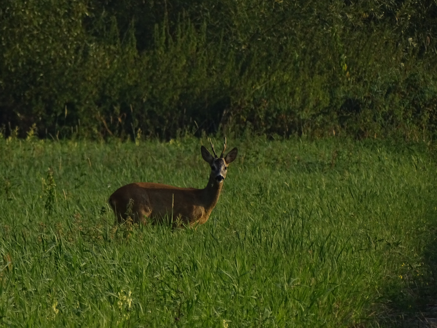 Begegnung am frühen Morgen