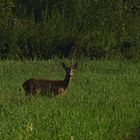 Begegnung am frühen Morgen