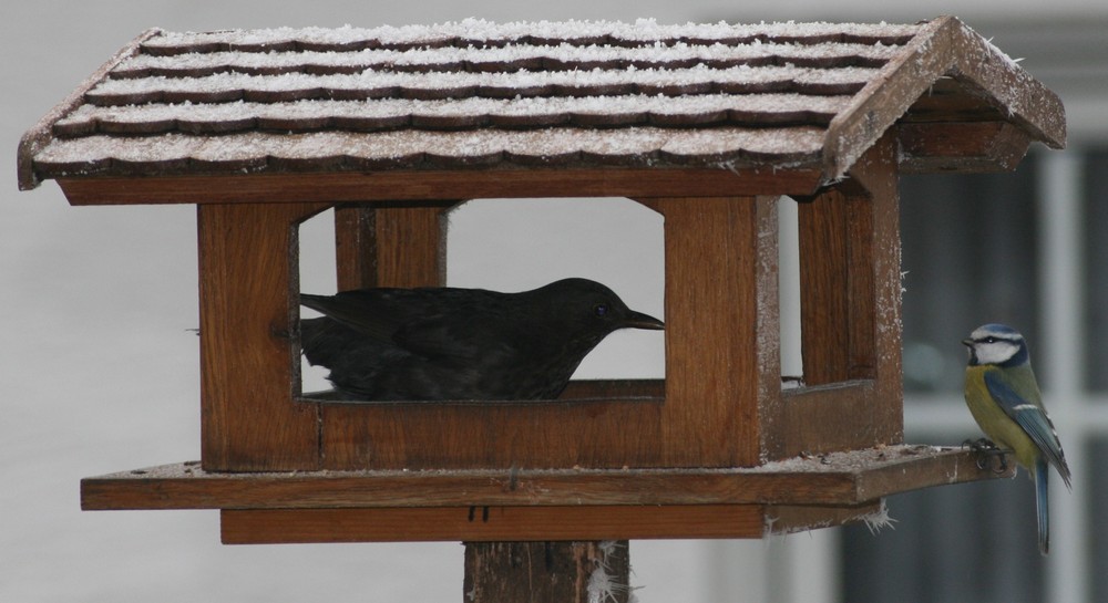 Begegnung am Futterhaus