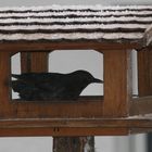 Begegnung am Futterhaus