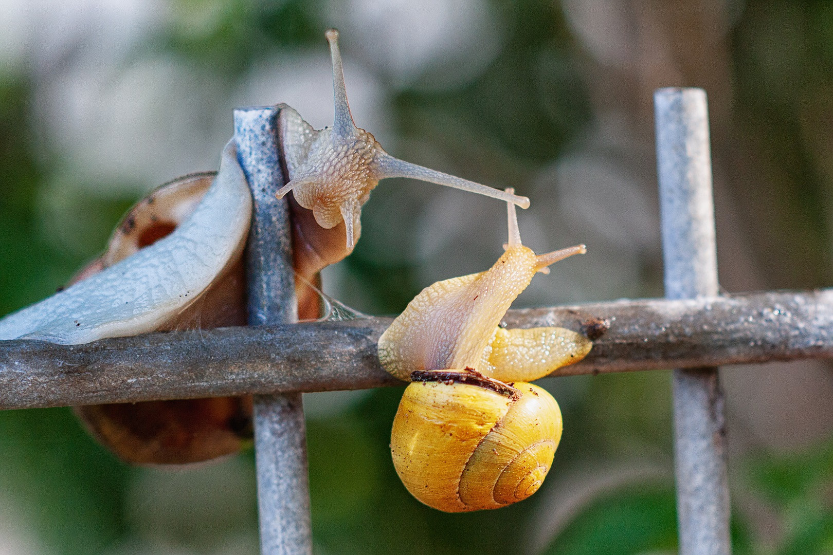 Begegnung am Gartenzaun