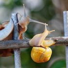 Begegnung am Gartenzaun