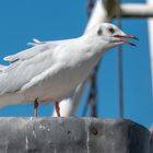 Begegnung am Hafen