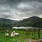 Begegnung am Healy Pass