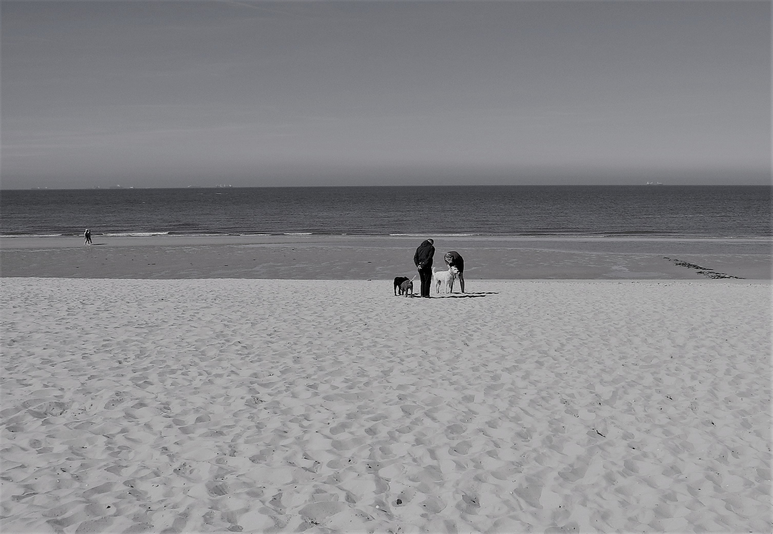 Begegnung am Hundestrand