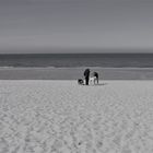 Begegnung am Hundestrand