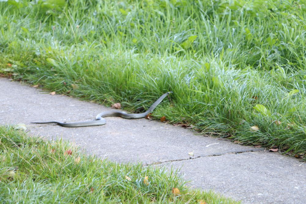 Begegnung am Kanal 