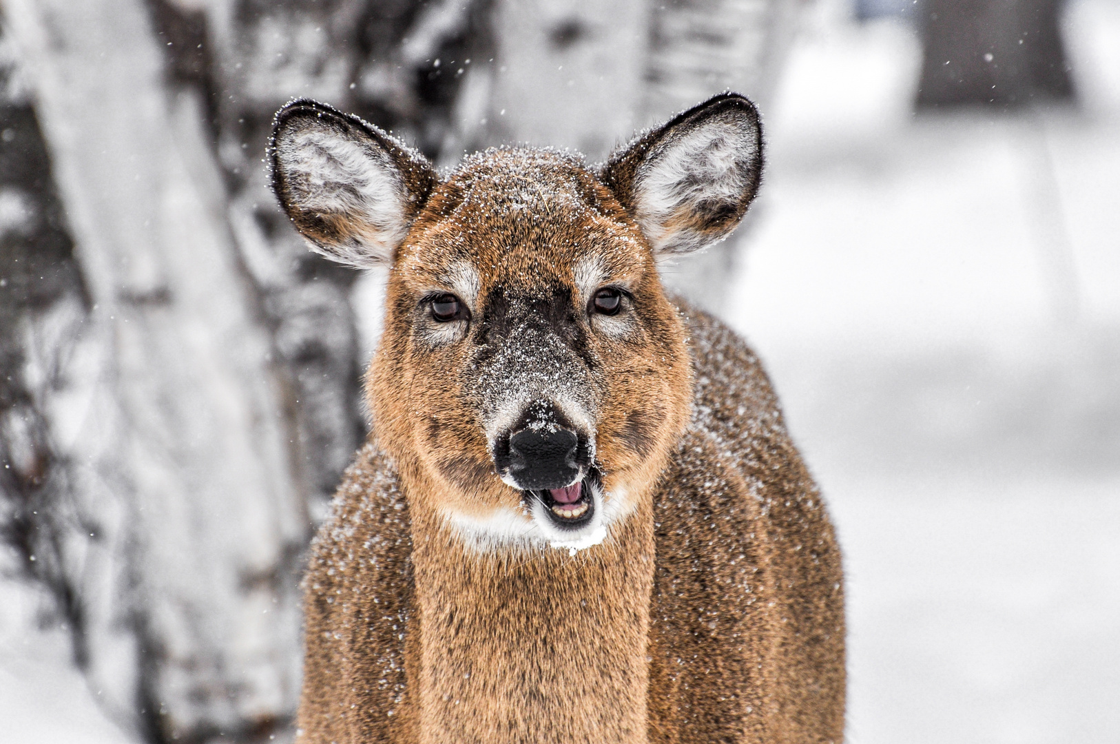 Begegnung am Lake of the Woods in Manitoba