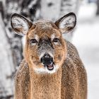 Begegnung am Lake of the Woods in Manitoba