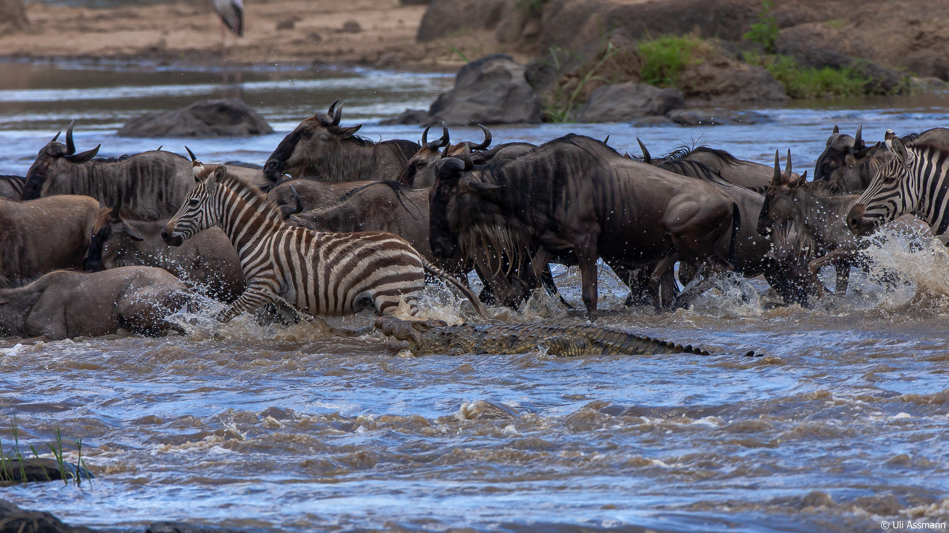 Begegnung am Mara River