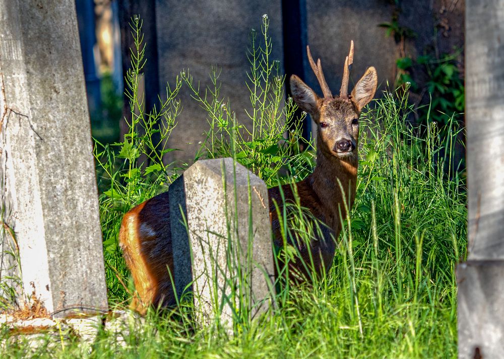 Begegnung am Morgen am Wierner Zentralfriedhof.