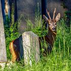 Begegnung am Morgen am Wierner Zentralfriedhof.