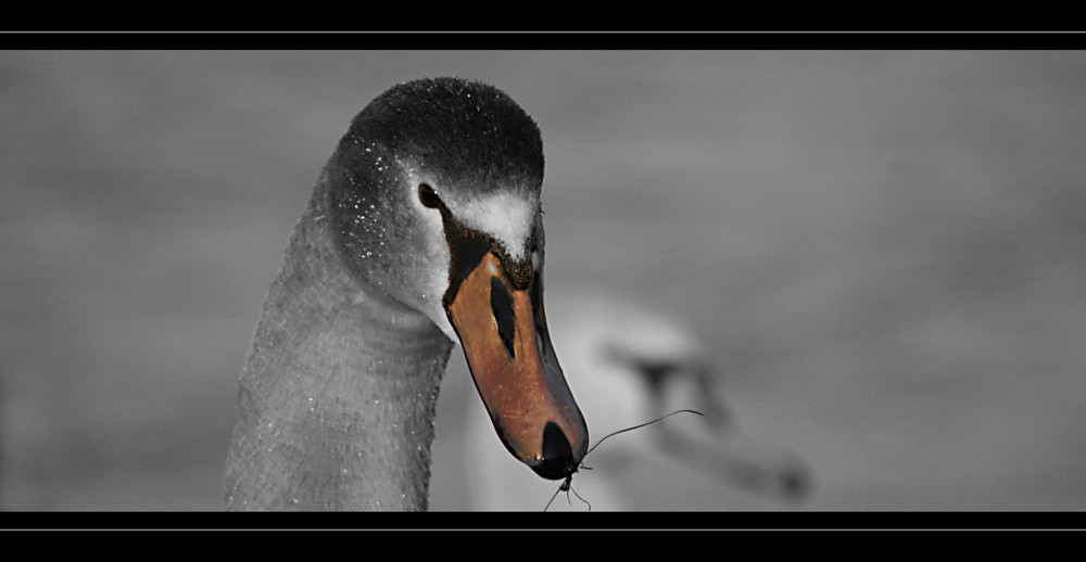 Begegnung am See