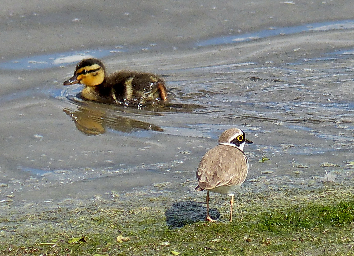    Begegnung am See  