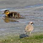    Begegnung am See  