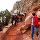 Begegnung am South Kaibab Trail