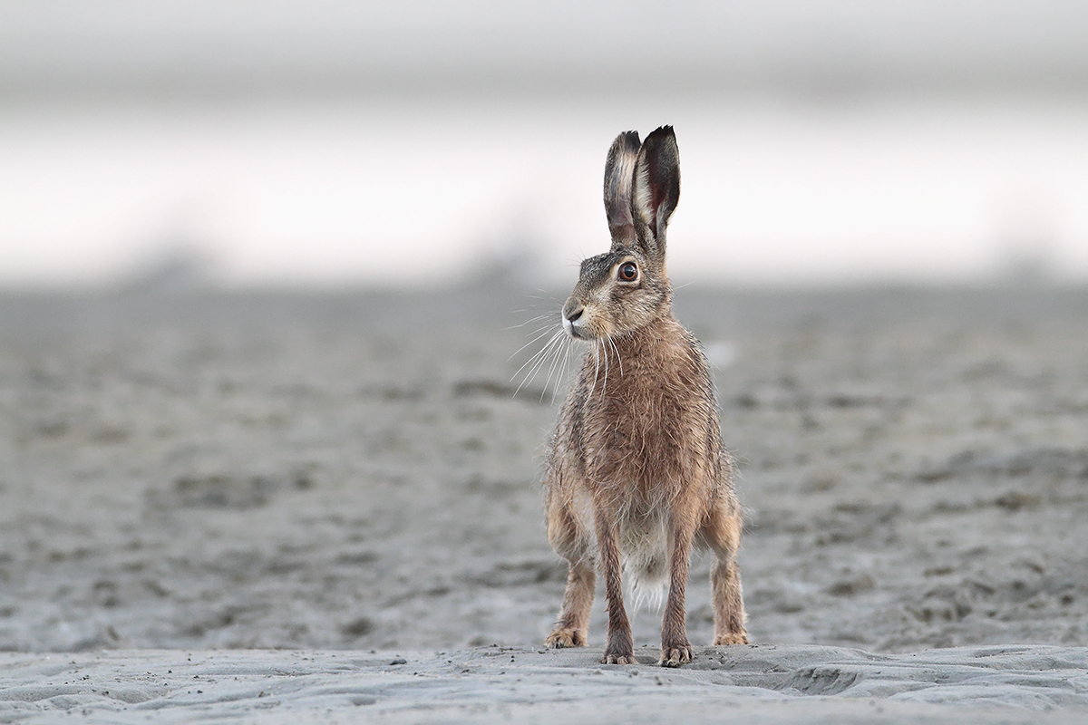 Begegnung am Strand