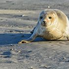 Begegnung am Strand 