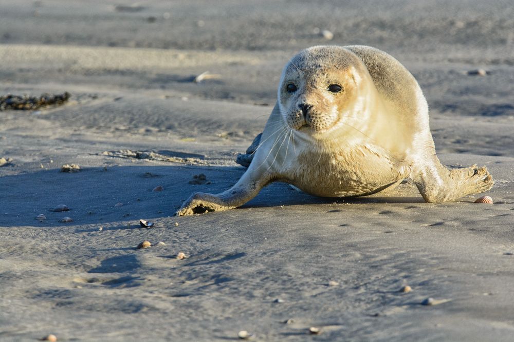 Begegnung am Strand 