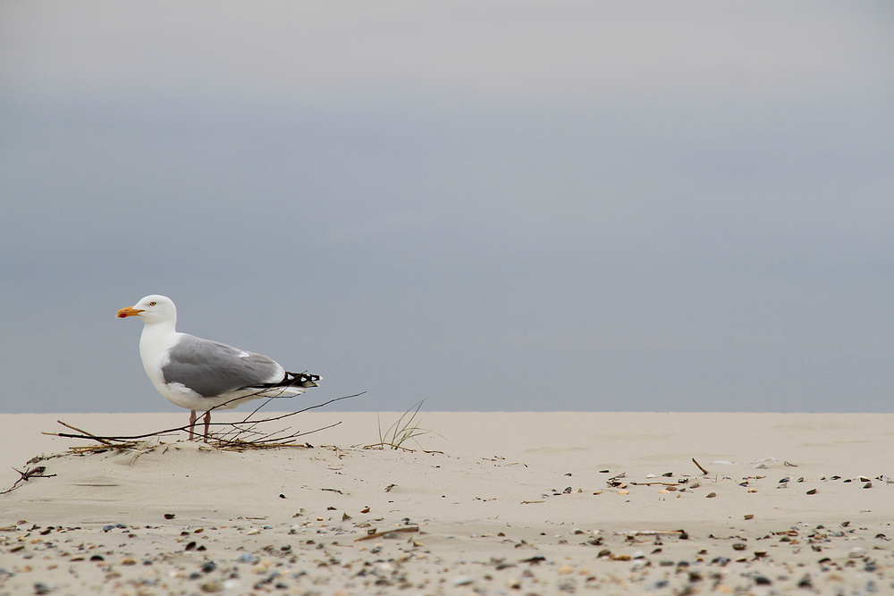 Begegnung am Strand