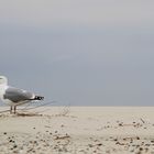 Begegnung am Strand