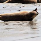 Begegnung am Strand