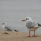 Begegnung am Strand