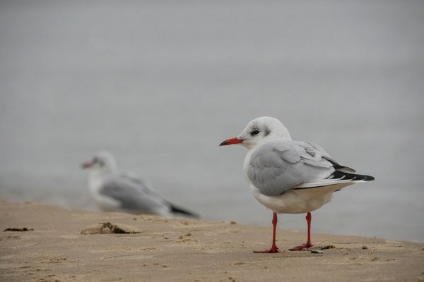 Begegnung am Strand
