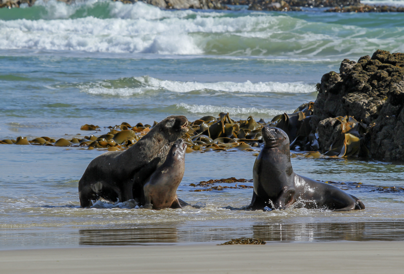 Begegnung am Strand