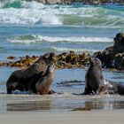 Begegnung am Strand