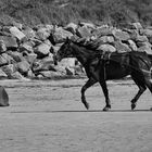 Begegnung am Strand von Dossen!!