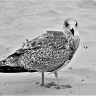 Begegnung am Strand von Spiekeroog