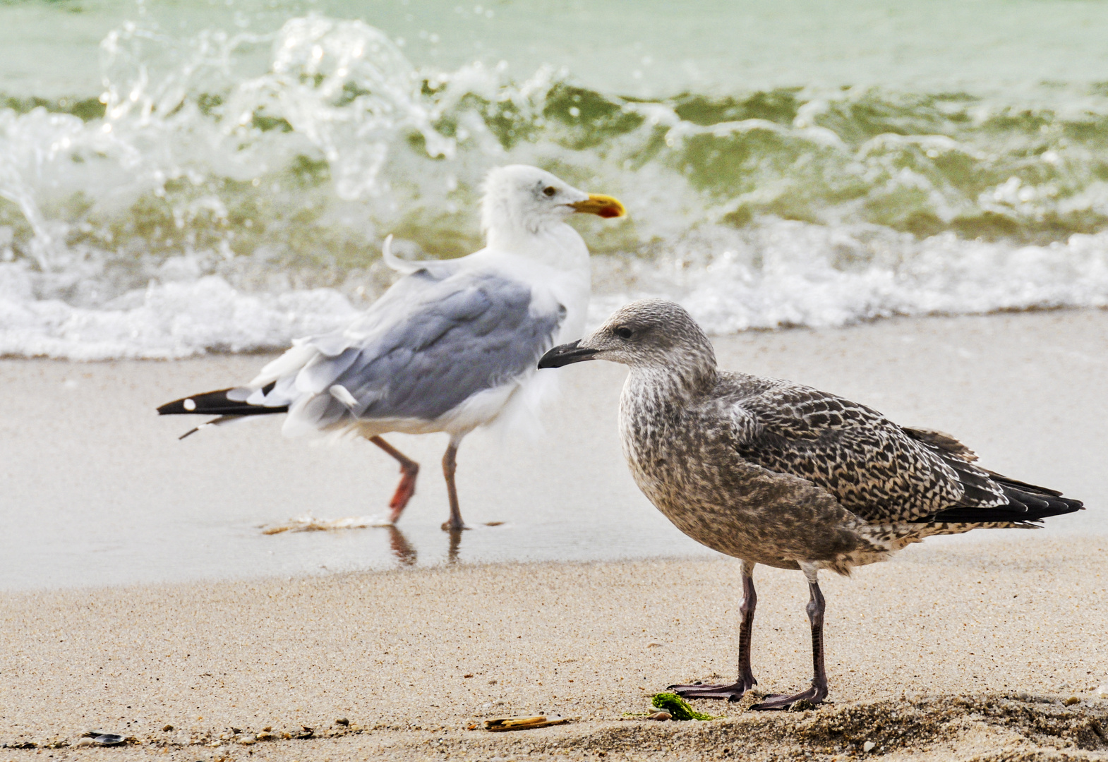 Begegnung am Strandf