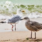 Begegnung am Strandf