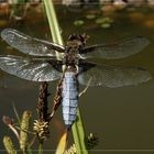 Begegnung am Teich