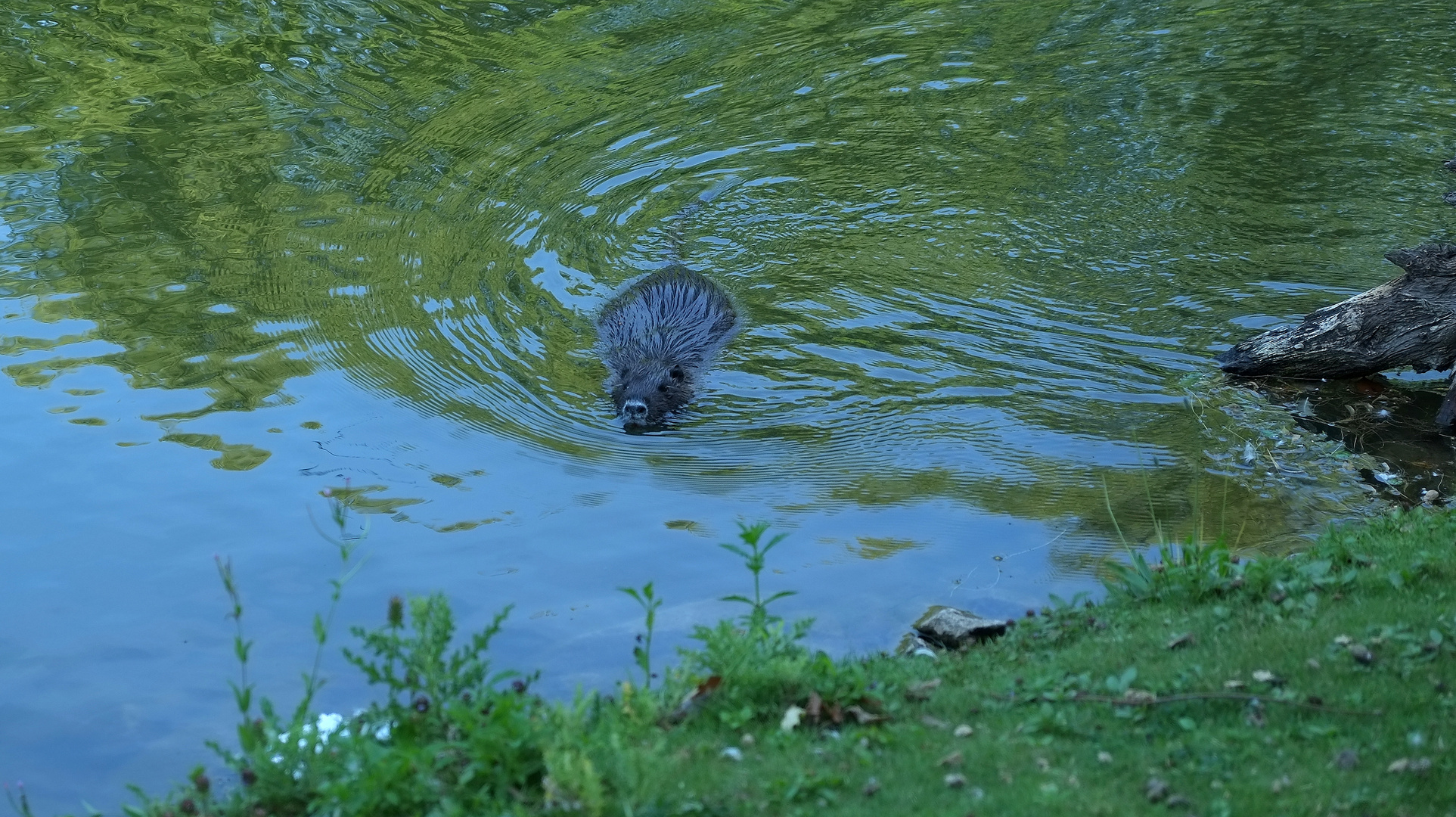 Begegnung am Teich  -  2