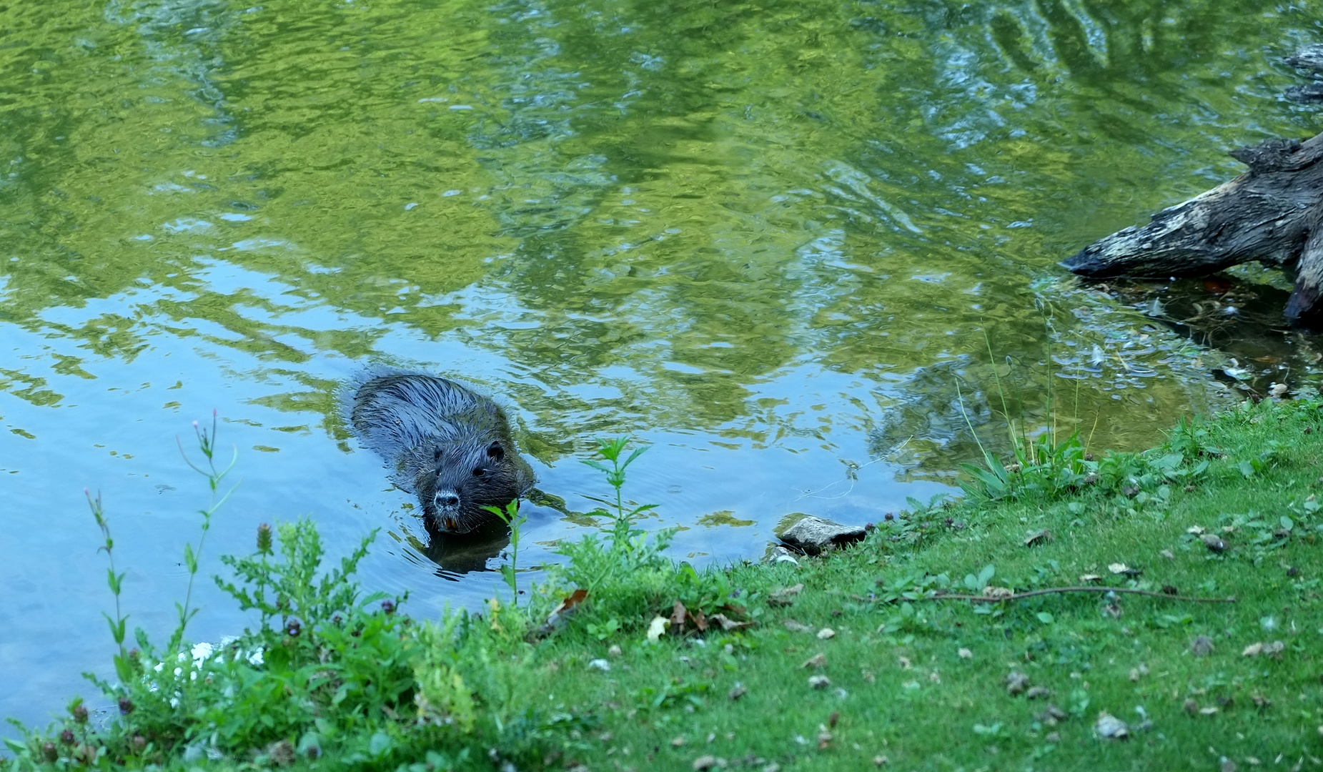 Begegnung am Teich  -  3