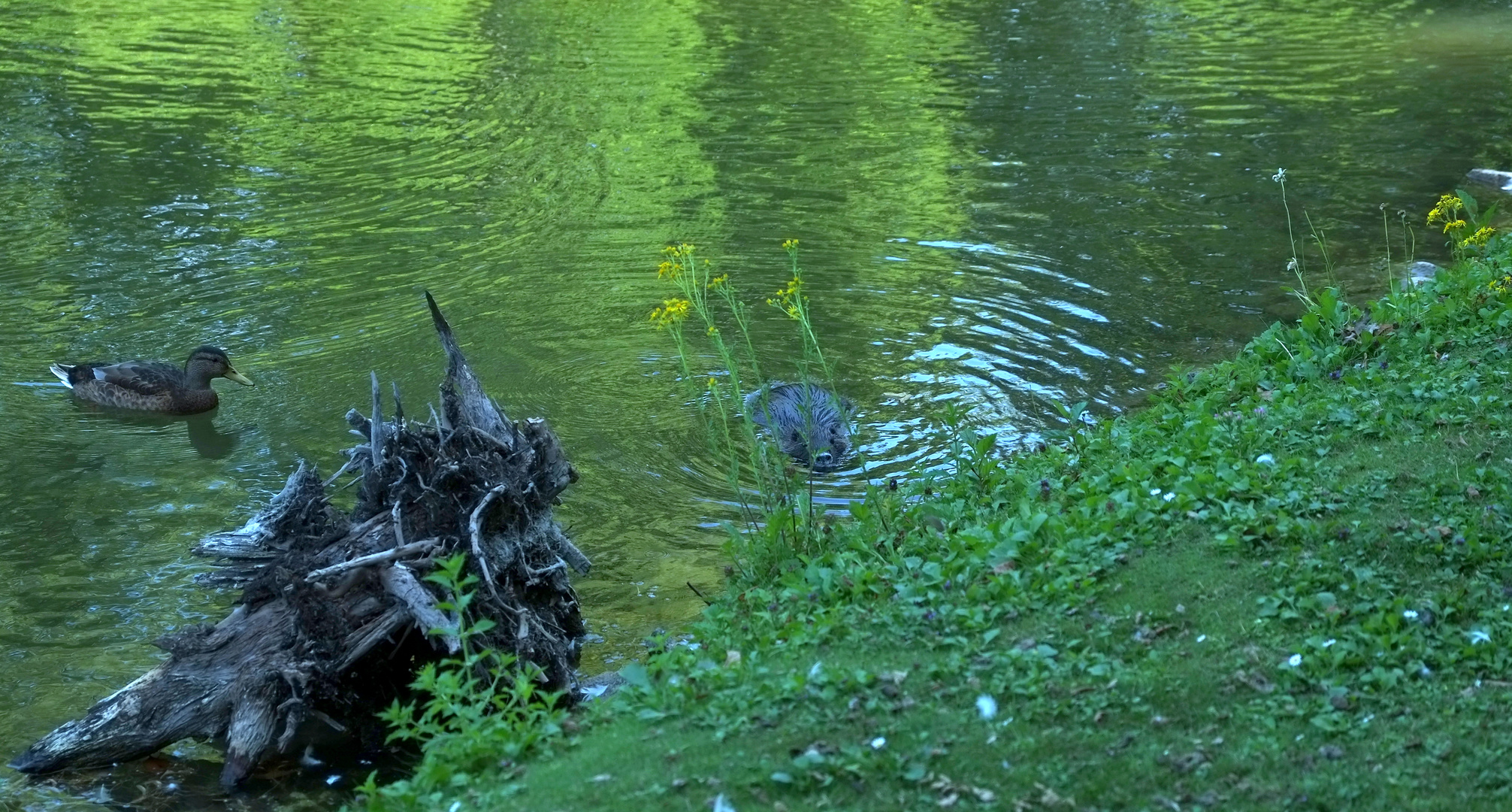 Begegnung am Teich   -  4