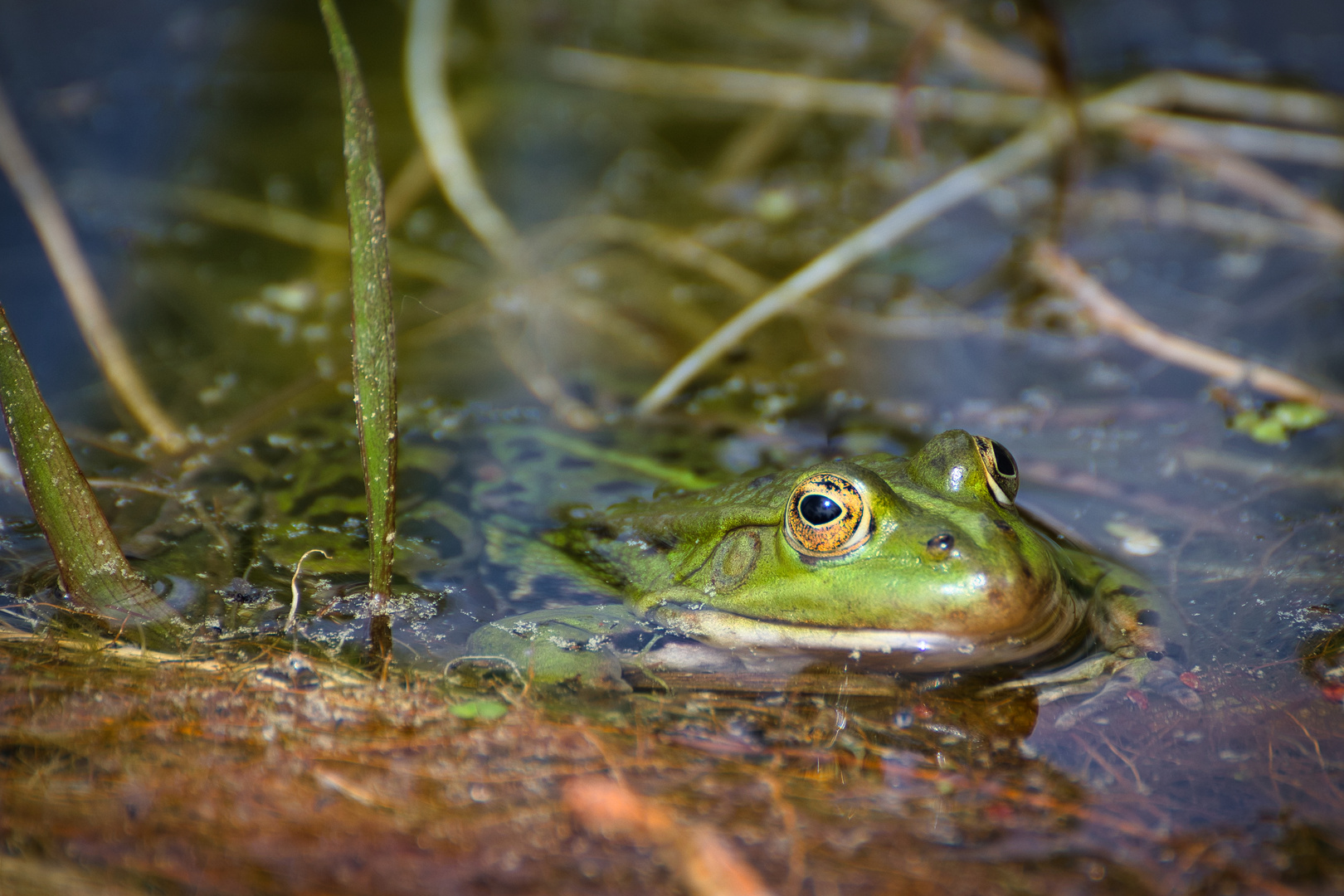 Begegnung am Teich