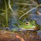 Begegnung am Teich