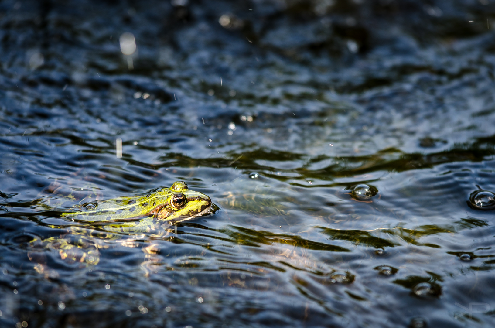 Begegnung am Teich