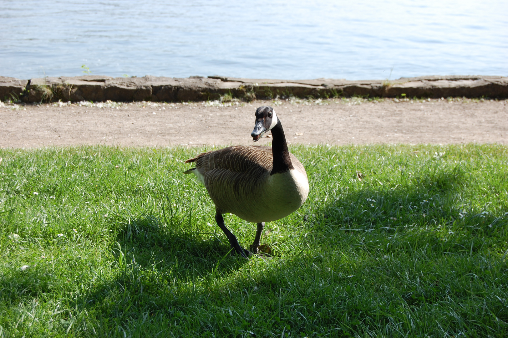 Begegnung am Ufer des Ammersee