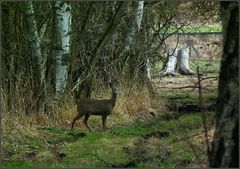 Begegnung am Waldrand