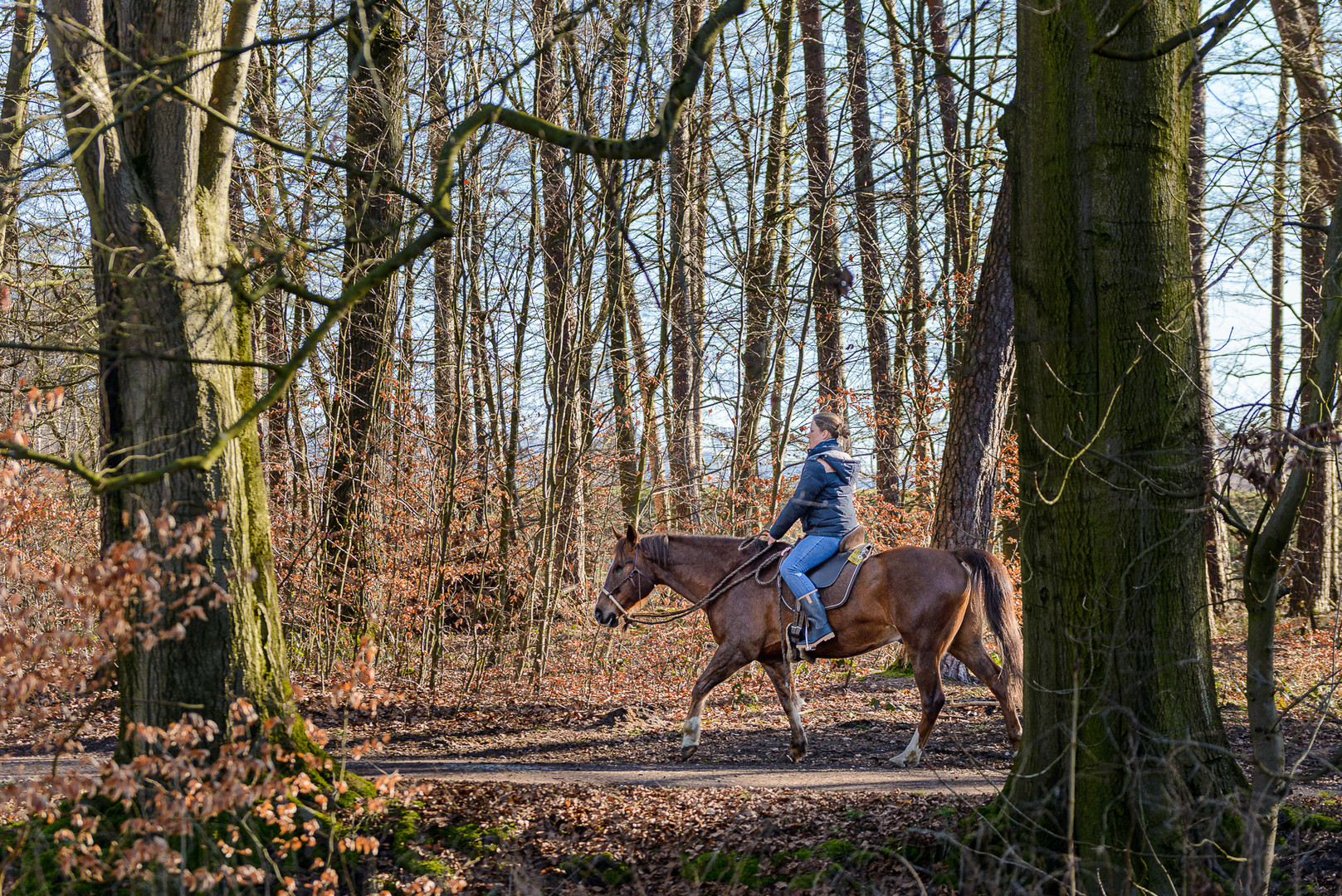 Begegnung am Waldweg.   