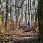 Begegnung am Waldweg.   