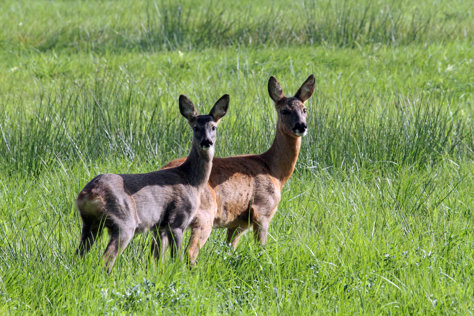 Begegnung am Wegesrand